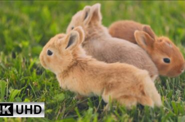 Cute Bunny Video with Relaxing Piano Music | Soothing Music for Stress Relief 4K Videos