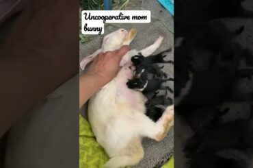 How long can a baby rabbit survive without a milk?#2022#rabbitcare#bunny#baby #beautifulbunny