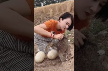 #cute #rabbit #animals #trending #funnyshorts #shortvideo