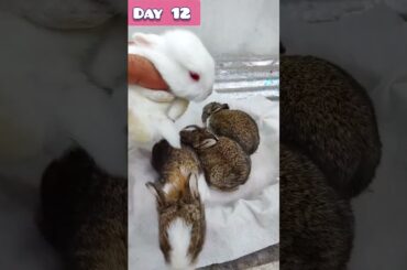 Baby Rabbit growing Up Day by Day #cute #rabbit #cutebunny #bunny #funny #cuteanimal