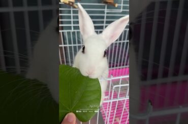 #rabbit #cutebaby #bunny #mycuterabbit #animals #cute #pets #love