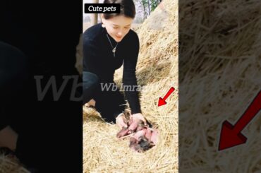 Girl and cute baby rabbit funny moments #short #trendingshorts #rabbit