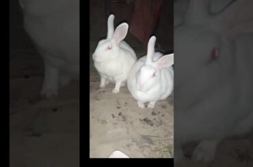 #healthyrabbit #rabbitshortvideo #viralvideo #bunny #khargosh #cute #rabbit #khargoshkivideo