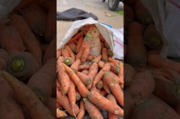 Pretty Little Baby Rabbits #rabbit #bunny #pets #animals #petcare #petvideos #fyp #shorts