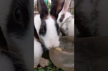 Cute Rabbit Video #rabbit #rabbits #cute #shorts #ytshorts