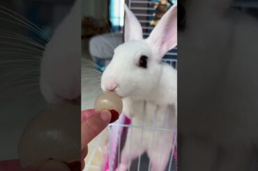 #rabbit #cutebaby #mycuterabbit #bunny #cute #pets #love
