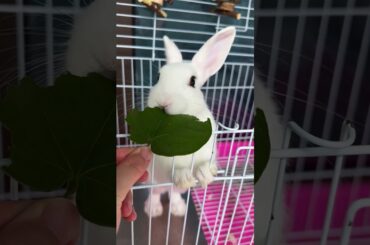 #cutebaby #rabbit #mycuterabbit #bunny #pets #cute #love