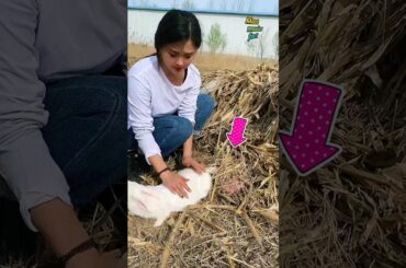 The rabbit gave birth to 50 babies in hiding !! cute baby rabbit #rabbit #shortsvideo #animals