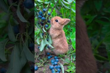 Little rabbit eats fresh blueberries and is cute. Rabbit. Little cute little rabbit in the countrys