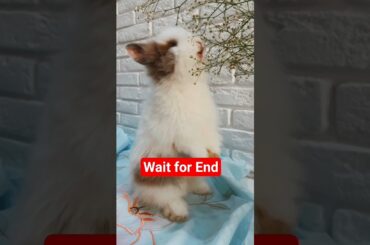 Cute Rabbit Enjoying White Flowering Plant #Rabbit #CuteBunny #FlowerEatingRabbit #AnimalLovers