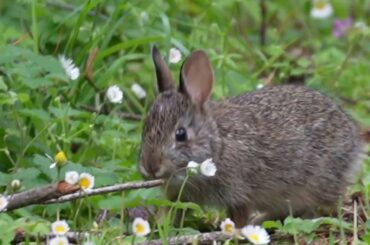 Cute Baby Rabbit Up Close! (Cute Animal Video) #rabbit #wildlife #cuteanimals #rabbits