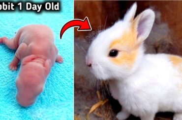 Baby Rabbit | 1 Day To 18 Days Old | Cute Baby Bunny Growing Up