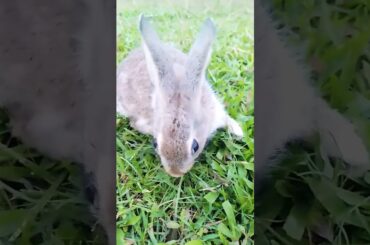 Cute Bunny #shorts #bunny #rabbit #bunny #cutebunny #birds #bunnies #dog
