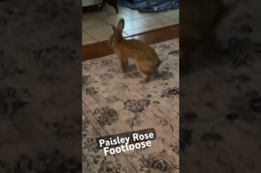 Footloose #footloose #bunnies #bunny #bunnysnuggles #bunnystory #cute #cutebaby #bunniesworldwide