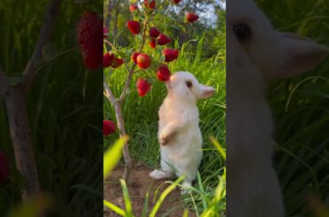 Build a strawberry tree for the bunny. Cute rabbit. Cute little garden pet.