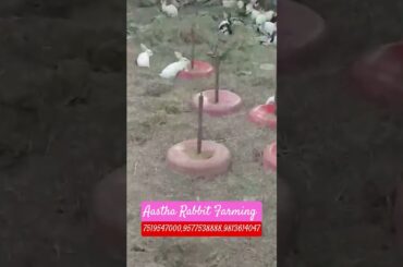 #cute #rabbit #rabbitfarming #bunny #animals #livestockfarming