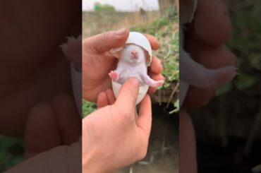 Cute Rabbit hatch on Egg.? #rabbit