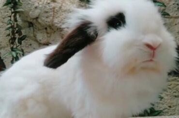 cute baby rabbit | Video cute animal
