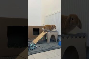 The Rabbits That Pops Everywhere #rabbit #bunny #pets #animals #petcare #petvideos #fyp #shorts