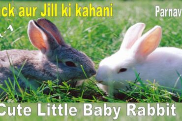 cute baby rabbit video I baby rabbit #20