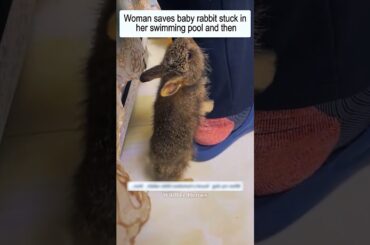 Woman saves baby rabbit stuck in her swimming pool and then #rabbit #babyrabbit #shorts