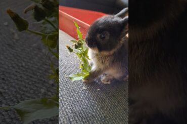 Wie ist deine Kindheit? #shorts #rabbit #cute