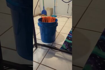 #prairiedog #shorts #prairiedogs #animalsdoingthings #wildlife #viralvideo #cuteanimals #foryou