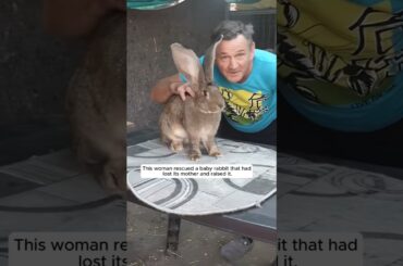 Cute baby rabbit #rabbit  #animalshorts #shortsvideo