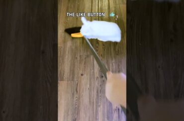 #cute bunny #funny #crazybunny