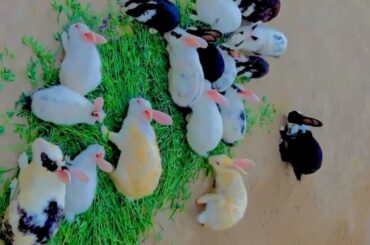 The Cutest Baby Bunny Rabbit Compilation EVER