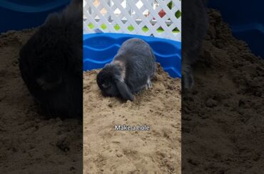 Bunny digging in the sand #shorts