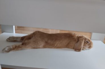 Tired of chewing everything, he always sleeps like that.