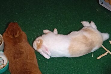 Noodle and a croissant