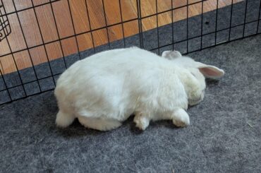 Plip fell asleep with her front half flopped and back half loafed