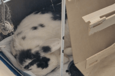 Made chaos then took a fat nap