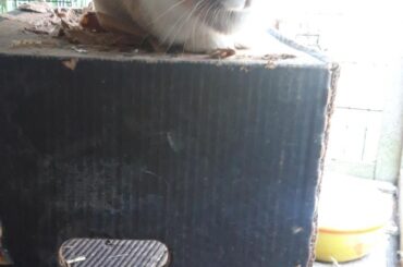 When your silly bunny doesn't like room above her head