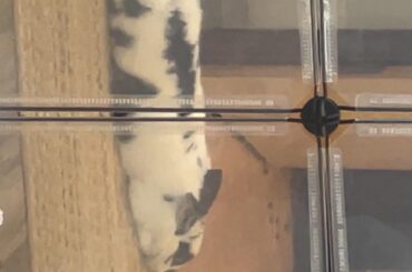 Omg I got a pic of it!