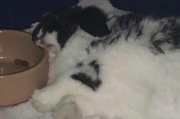 freddie was too tired to finish eating his breakfast 🥣