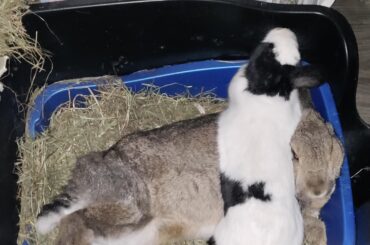 Just Using my Bunwife as a Couch