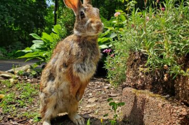 Ok for real, there was a bunny in my backyard in 2022. I named him Ralph.
