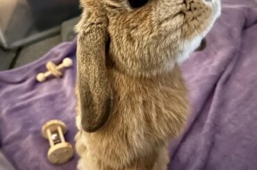 I Solemnly Swear That I Am Up to No Good….