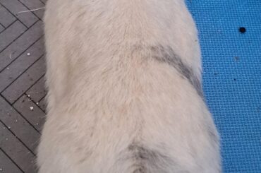 I am mid cleaning and she suddenly flopped like this 😭