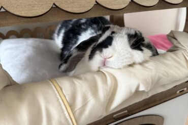 Loves a good chin rest