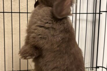 He longs for the outside world (we played with him all day)