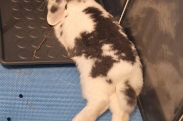 Makes perfect sense to lay like that...