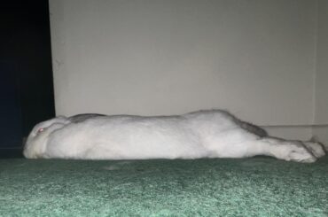 My ice cream melted into the carpet