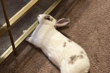 He prefers this instead of laying on the comfy couch ://