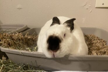 The bread is still in the pan