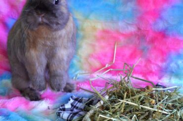 Will You Join Little Bunny For Lunch?