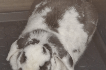 I rate today's loaf 10/10